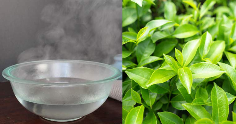 Kết hợp xông vùng kín bằng nước muối và trà xanh làm tăng hiệu quả kháng khuẩn, diệt khuẩn âm đạo