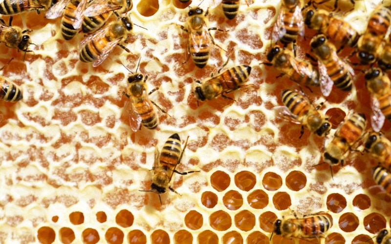 Cách làm căng da mặt bằng mật ong