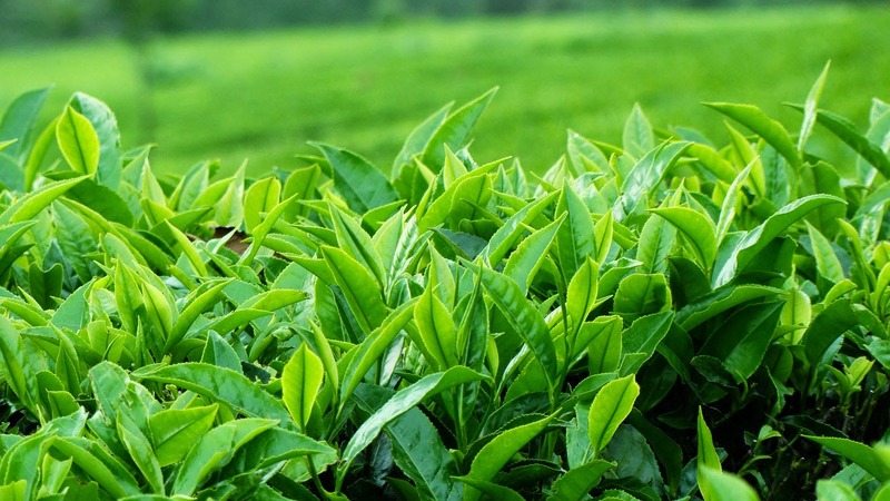 lá trà xanh có tác dụng làm se khít và trắng hồng vùng kín