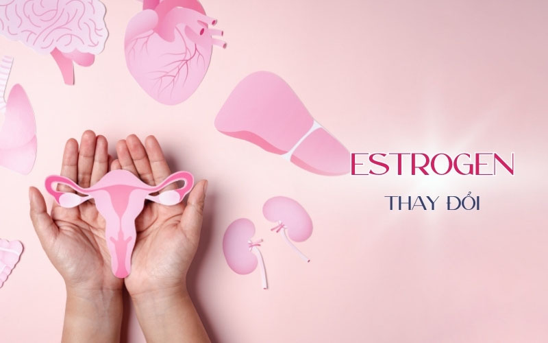 Hormone, nội tiết tố nữ Estrogen thay đổi