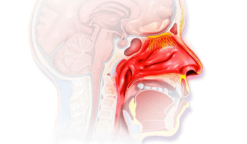 Niêm mạc ở mũi ảnh hưởng đến hoạt động hô hấp và khứu giác của cơ thể