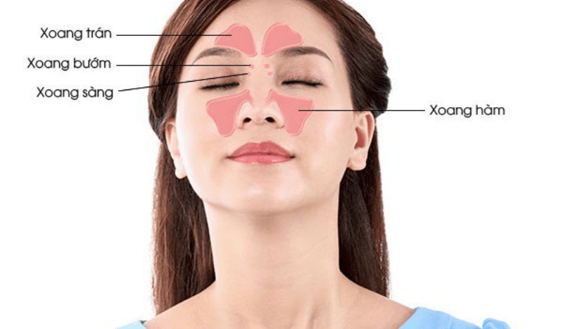 Cấu trúc bên ngoài mũi giúp duy trì độ ẩm cho vùng mũi